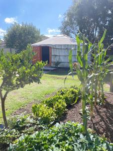 a garden with trees and a building in the background at Comfy Private rooms in Braybrook in Braybrook