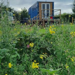 um campo de flores com uma casa ao fundo em Celaeron Glamping em Aberaeron