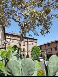 kaktus przed budynkiem z drzewem w obiekcie Giamevi House w mieście Vignanello