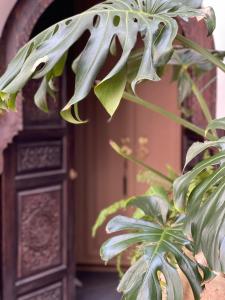 a close up of a plant in front of a door at Riad Chocolat in Marrakesh