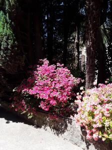 A garden outside Villa Coris Ferienwohnung Palma