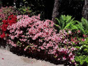 A garden outside Villa Coris Ferienwohnung Palma