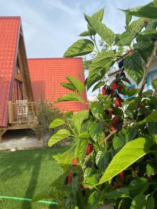 a tree with berries on it next to a house at NOEL BUNGALOV & CAFE in Demre