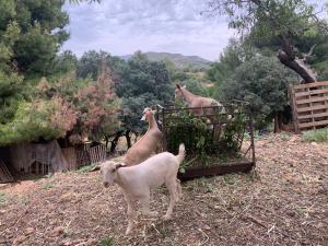 tres llamas comiendo comida de un alimentador con un perro en Casa Rural Cortijo El Helao, en Pozo Alcón