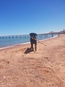 Gallery image of Гостевой дом Южный Ветер in Kaji-Say