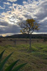 ein Baum mitten auf einem Feld in der Unterkunft Pousada Flor e Ser in Alto Paraíso de Goiás + 4 Fotos