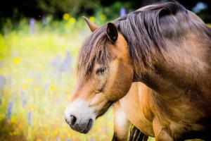 a brown horse standing in a field of flowers at Giant Yurt Sleeping 8 with Spa, Catering, Walled Gardens, Nature Reserve, Free Parking in Scunthorpe