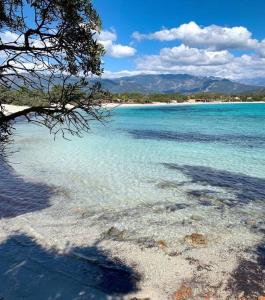 een strand met helderblauw water en een boom bij SanCiprianu à 5minutes de la plage in Lecci