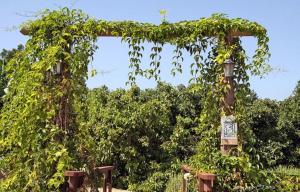 an arch covered in ivy with a street light at Bikta BaMata in Nahariyya
