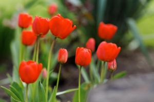 a group of red tulips in a garden at Pensiunea Doina și Ion in Mileştii Mici