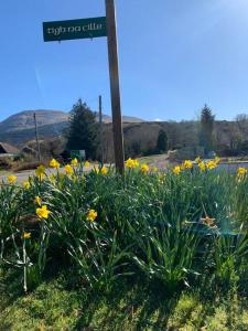 un campo de flores amarillas junto a un letrero de la calle en Tigh Na Cille Studio, Taynuilt, en Taynuilt