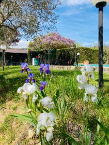 un giardino con fiori bianchi e viola nell'erba di Le Coccole Del Trasimeno a Tuoro sul Trasimeno