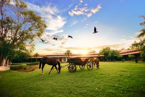 deux chevaux et un chariot dans un champ avec des oiseaux dans l'établissement Castle Kanota, à Kānota