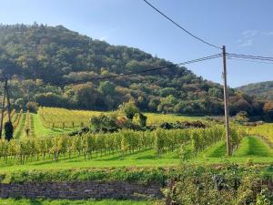 Gallery image of Ferienhaus in der Wachau in Rossatzbach