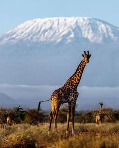 a giraffe standing in a field with a mountain in the background at Kilimanjaro view cabin-Amboseli in Oloitokitok 