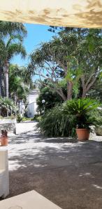 a courtyard with palm trees and plants in a park at Cocos Park Ischia in Ischia