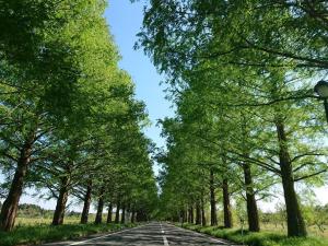 une route vide avec des arbres de chaque côté dans l'établissement Farm stay inn Sanzaemon-tei 別館 2023OPEN Shiga-takasima Reserved for one group per day Japanese Old folk house, à Takashima