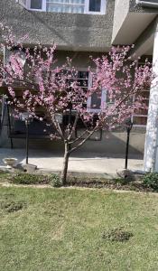 un árbol con flores rosas delante de un edificio en Ashai Villa Studio Apartment in Srinagar, en Srinagar