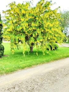 a yellow tree on the side of a road at Petit Châtelet bis in Hirel