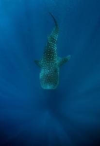 una stella marina nell'acqua dell'oceano di Kileleni a Kilindoni