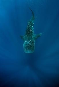 una estrella de mar en el agua en el océano en Kileleni, en Kilindoni