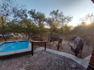 a group of animals walking around a swimming pool at Villa de Leeu, Perfect for Two in Marloth Park