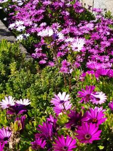 a bunch of purple and white flowers in a garden at Hôtel Ker-Noyal Quiberon Plage in Quiberon