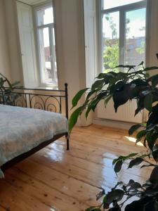 een kamer met een bed, een plant en ramen bij Home away from home in Tbilisi City