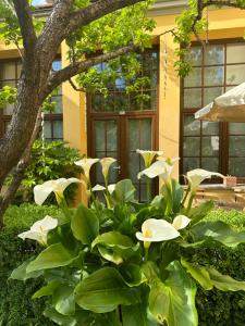 einen Garten mit weißen Blumen vor einem Gebäude in der Unterkunft La Limonaia Firenze in Florenz