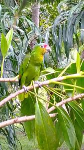 a green bird sitting on a tree branch at Sun Creek Lodge in Punta Gorda