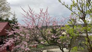 a tree with pink flowers in front of a building at FreiNestWaldviertel in Hoheneich