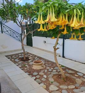 two trees with bunches of bananas hanging from them at Dimitris place near Athens airport in Koropíon