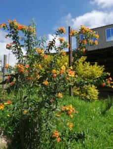 un arbusto con flores naranjas delante de una casa en Villa Isabel - Casa Rural, en Paipa