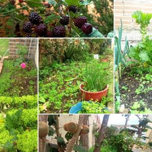 un collage de fotos de plantas en un jardín en Villa Isabel - Casa Rural, en Paipa
