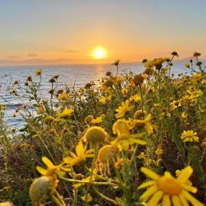a field of yellow flowers with the sunset in the background at Lena's Home in Aegina Town
