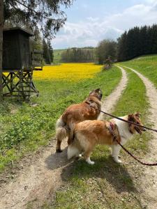 two dogs on leashes walking down a dirt road at Ferienwohnung Aussicht, Monheimer Alb, Altmühltal 