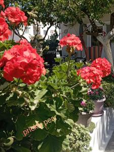 A garden outside The Prickly Pear Apartment