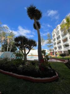 eine Palme in einem Park vor einem Gebäude in der Unterkunft Mama Yumbo in Playa del Ingles + 52 Fotos