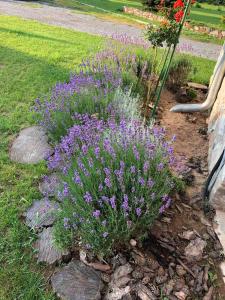 Gallery image of Gorica-Bistrica in Bistrica +55 photos