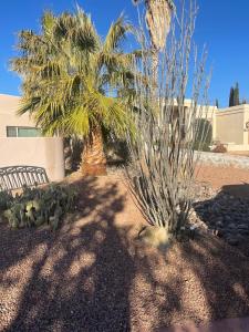 a garden with a palm tree and a bench at Private room in Awesome Sonoma Ranch Home in Las Cruces