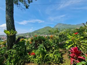 Příroda nedaleko vily