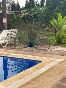 Un paon se trouve à côté d'une piscine. dans l'établissement Riad TANJIL, à Casablanca