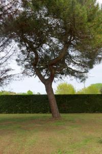 uma árvore no meio de um campo de relva em GREEN HOUSE em Cavallino-Treporti