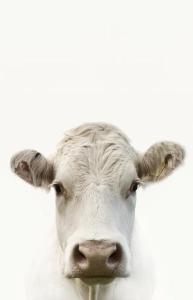 a white cow is looking at the camera at Chambre Boille à Lait in Entremont