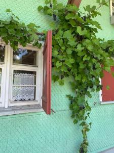 Zahrada ubytování Allgäu Cottage - traumhafter Blick in die Schweizer Berge