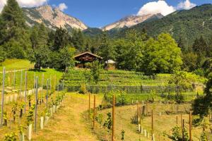 een wijngaard in een veld met bergen op de achtergrond bij Chalet Relax Tra Le Vigne in Forni di Sotto