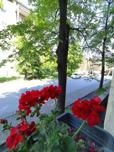 a bunch of red flowers in a pot next to a tree at Mila Apartment in Skopje