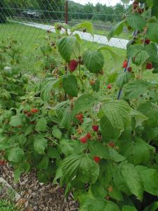 A garden outside Schmankerl und Gast