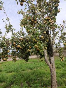 an apple tree full of fruit in a field at Casa de campo Pillaro - Activa in Píllaro