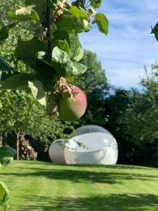 uma maçã pendurada numa árvore num campo em Maisons d'hôtes - Domaine Le Coq Enchanté em Cambremer